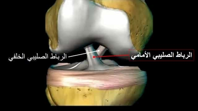 الرباط الصليبي الأمامي