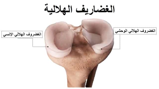 دكتور ركبة