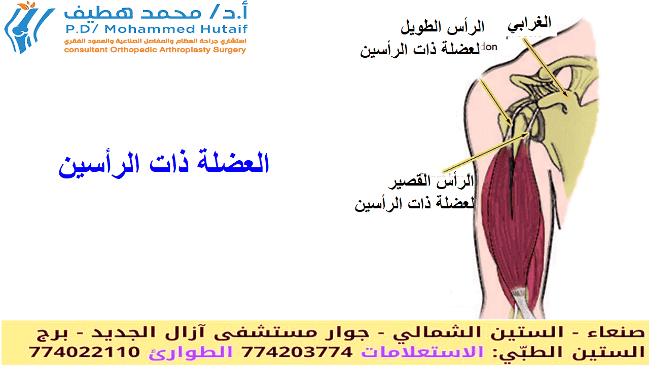 تمزق العضلة ذات الراسئن في الكتف