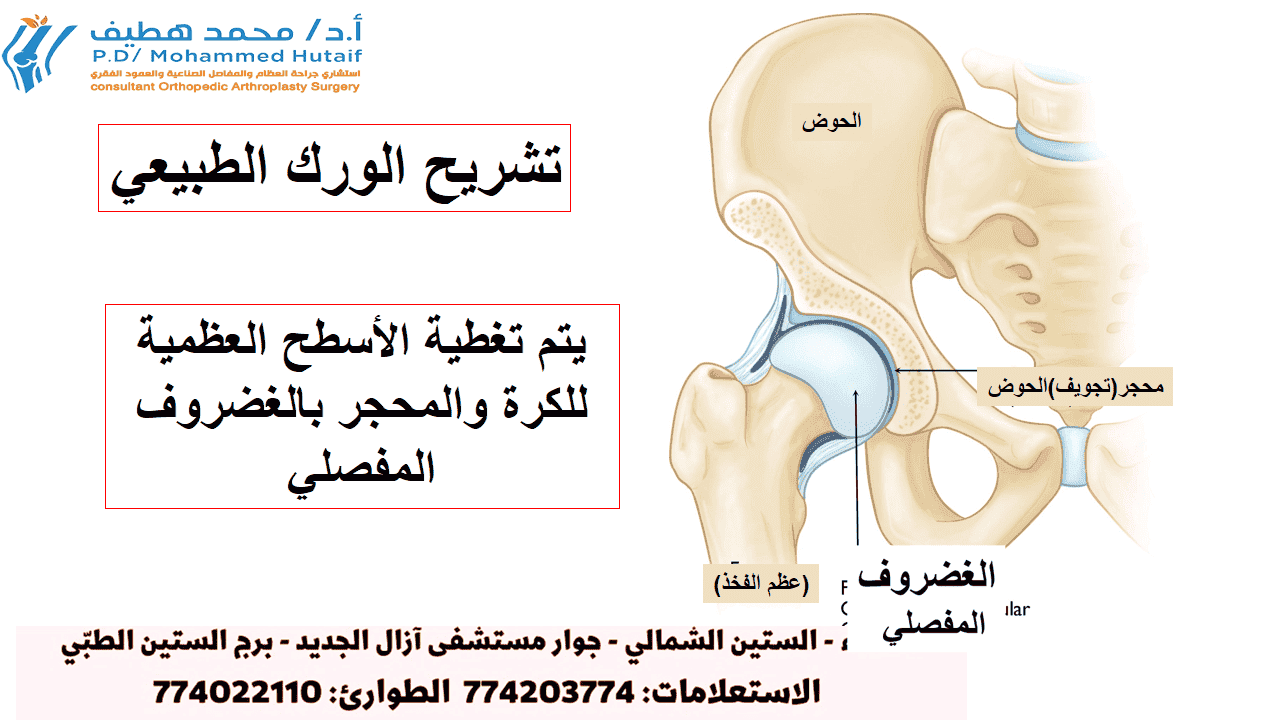 من هو أفضل دكتور عظام ومفاصل وعمود فقري