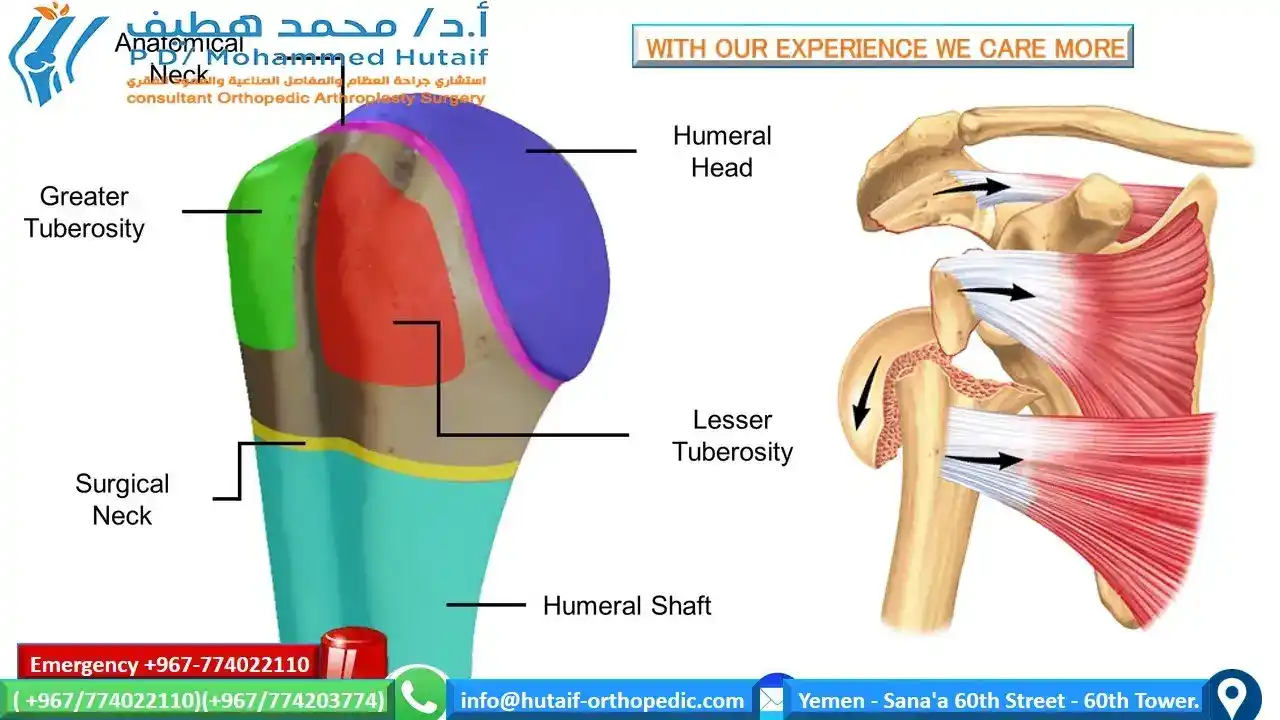 proximal humerus anatomy