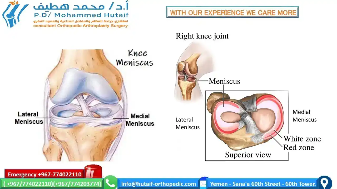 Knee Anatomy With Photos