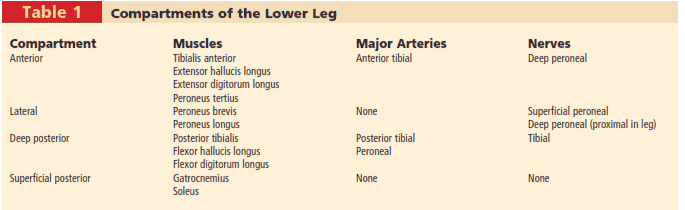 Table 1        Compartments of the Lower Leg