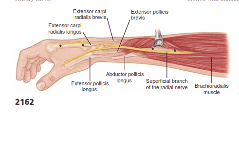 Extensor carpi radialis brevis Extensor carpi radialis longus Extensor pollicis brevis      Abductor pollicis    2162 Extensor pollicis longus longus Superficial branch of the radial nerve  Brachioradialis muscle