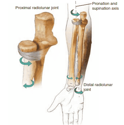 The two bones of the forearm form a functional unit, with the axis of rotation extending from the radiocapitellar joint to the distal radioulnar joint.