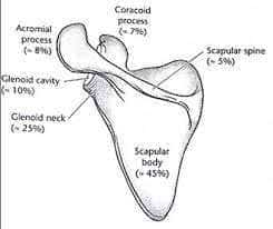 Scapula fracture location 