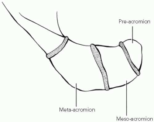 Acromion ossification center 