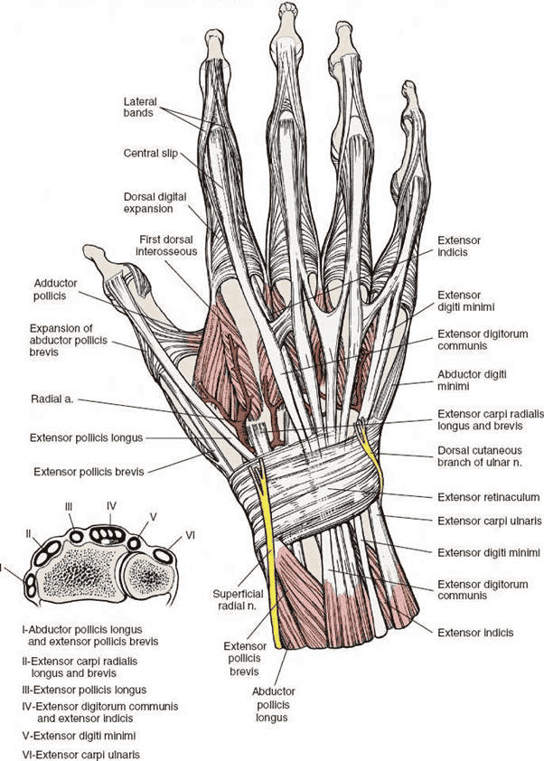 Figure 5-11 The dorsal aspect of the wrist and hand. Cross section of the distal forearm (inset). Note the compartmentalization of tendons into six distinct tunnels at the dorsal aspect of the distal forearm.