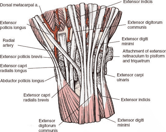 Figure 5-12 Anatomy of the distal forearm, with the extensor retinaculum excised and  the  septa  remaining.  The  retinaculum  on  the  ulnar  side  inserts  into  the triquetrum and pisi form bones