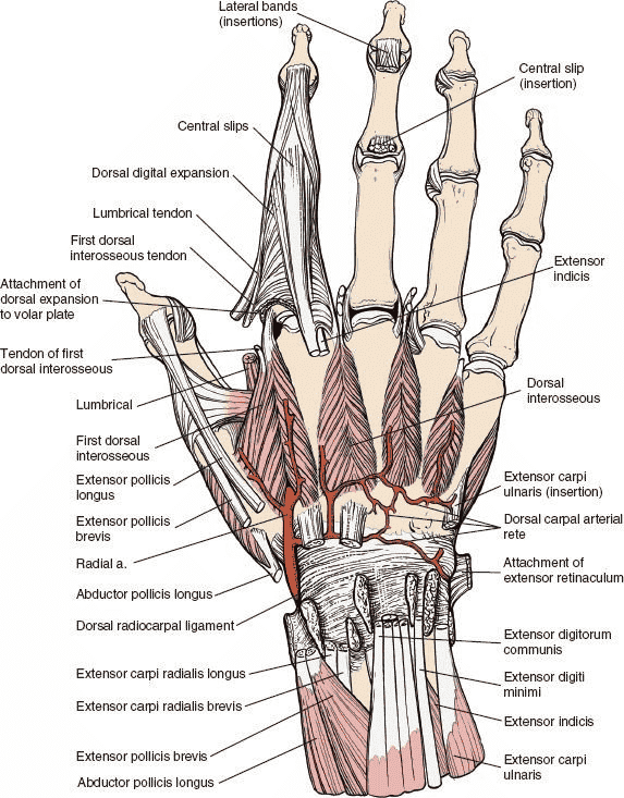 Figure 5-13 The extensor tendons have been removed, revealing the dorsal radiocarpal ligament. The radial artery is seen piercing the first dorsal interosseous muscle and contributing to the dorsal carpal rete. Note the hood mechanism for the index finger; contributions are made to it by the first dorsal interosseous and the first lumbrical muscles.