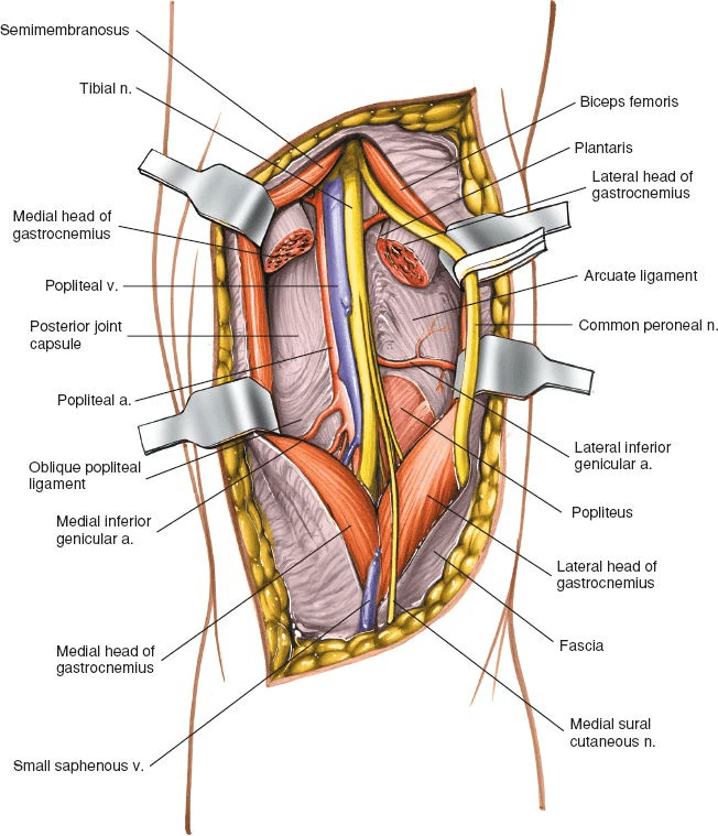 Detaching the heads of the gastrocnemius muscle