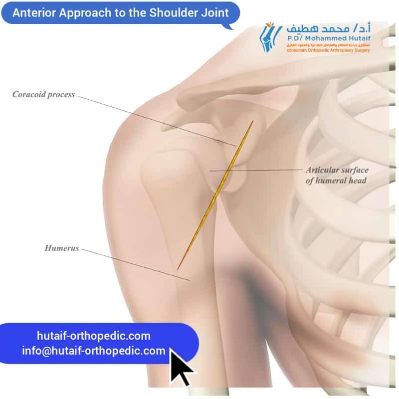 anterior shoulder joint muscles