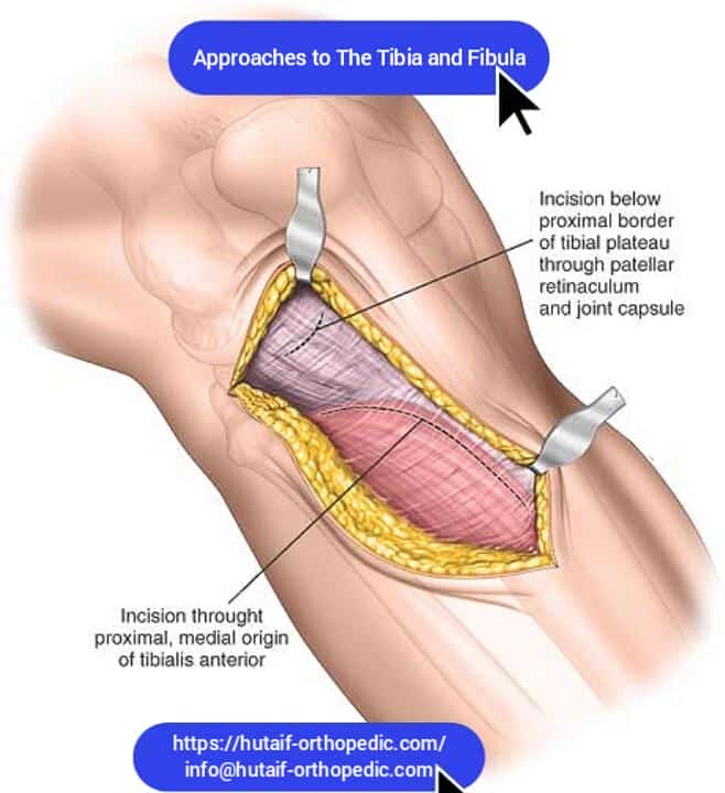 proximal tibia anatomy
